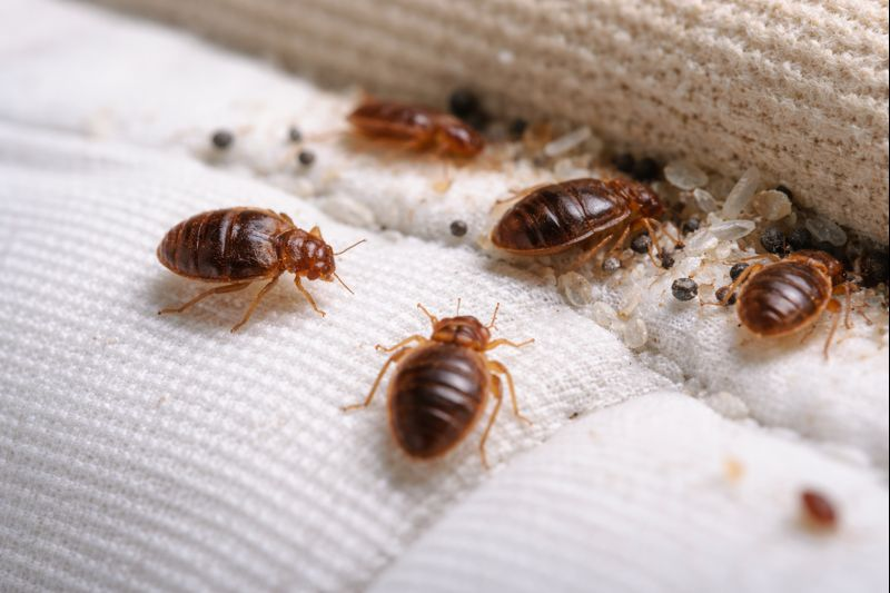 Live adult bed bugs, shed skins and dark faecal spotting along the seam of a white mattress