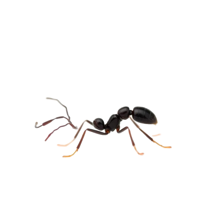 Close-up photo of ants