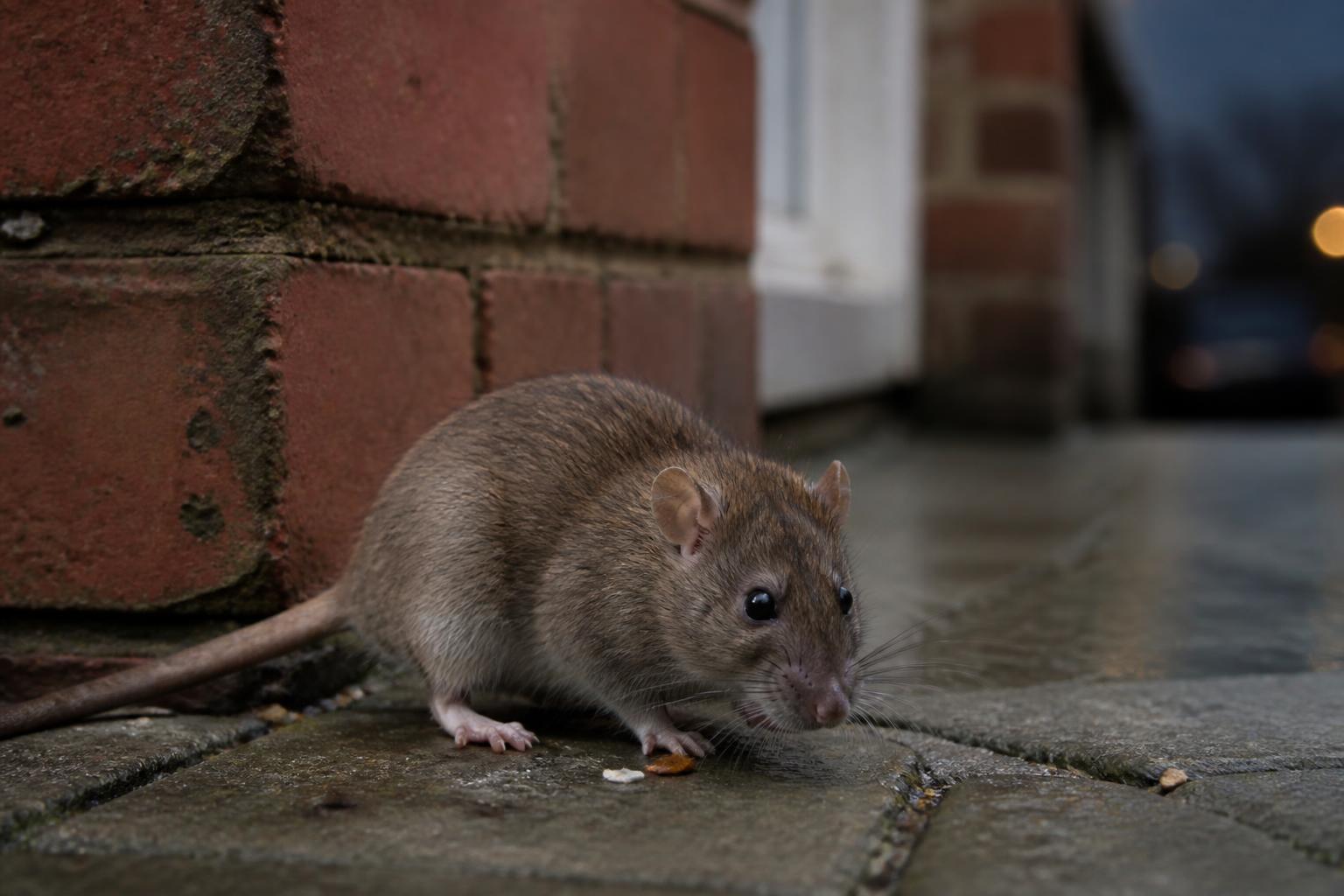 Brown rat (Rattus norvegicus) photographed close up for identification