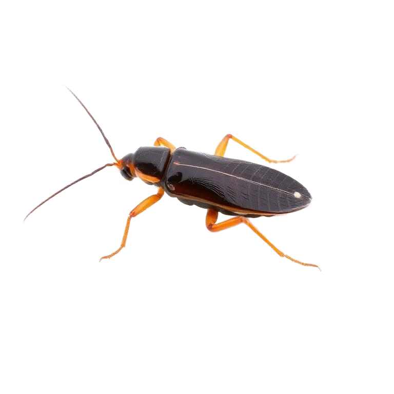 Close-up photo of cockroaches