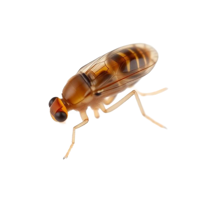Close-up photo of fleas