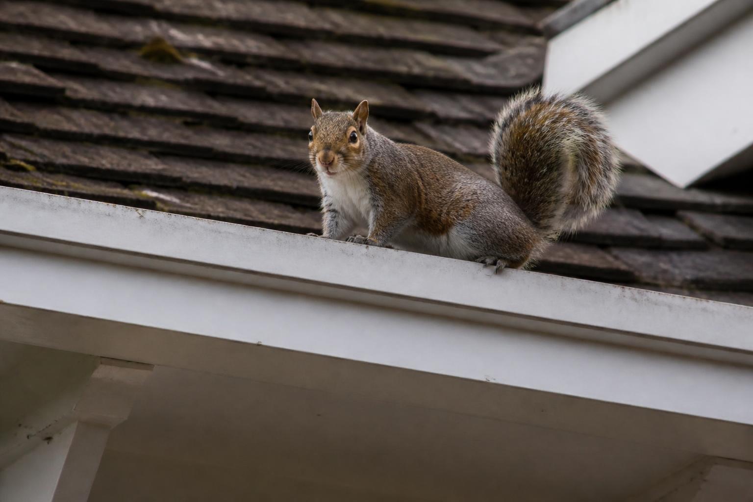 Grey squirrel (Sciurus carolinensis) photographed close up for identification
