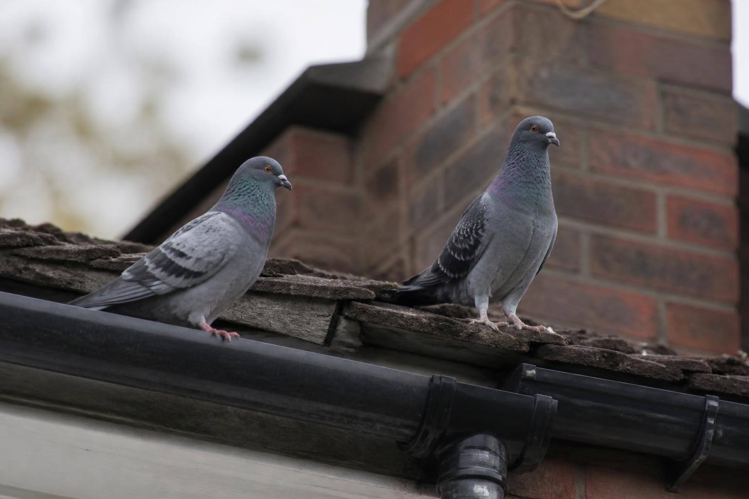 Two feral pigeons perched on the ridge tiles and guttering of a Hertfordshire house roof
