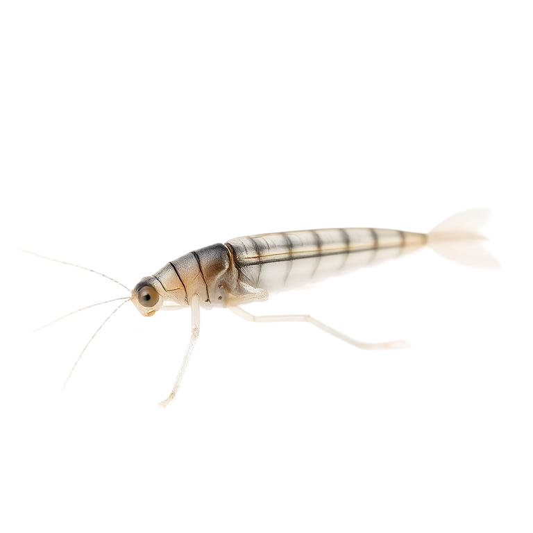 Close-up photo of silverfish