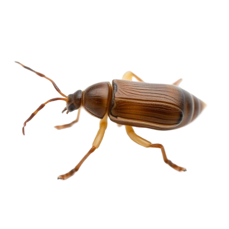 Close-up photo of stored product insects